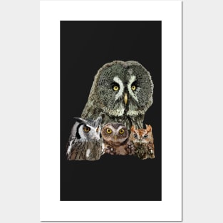 Owls Posters and Art